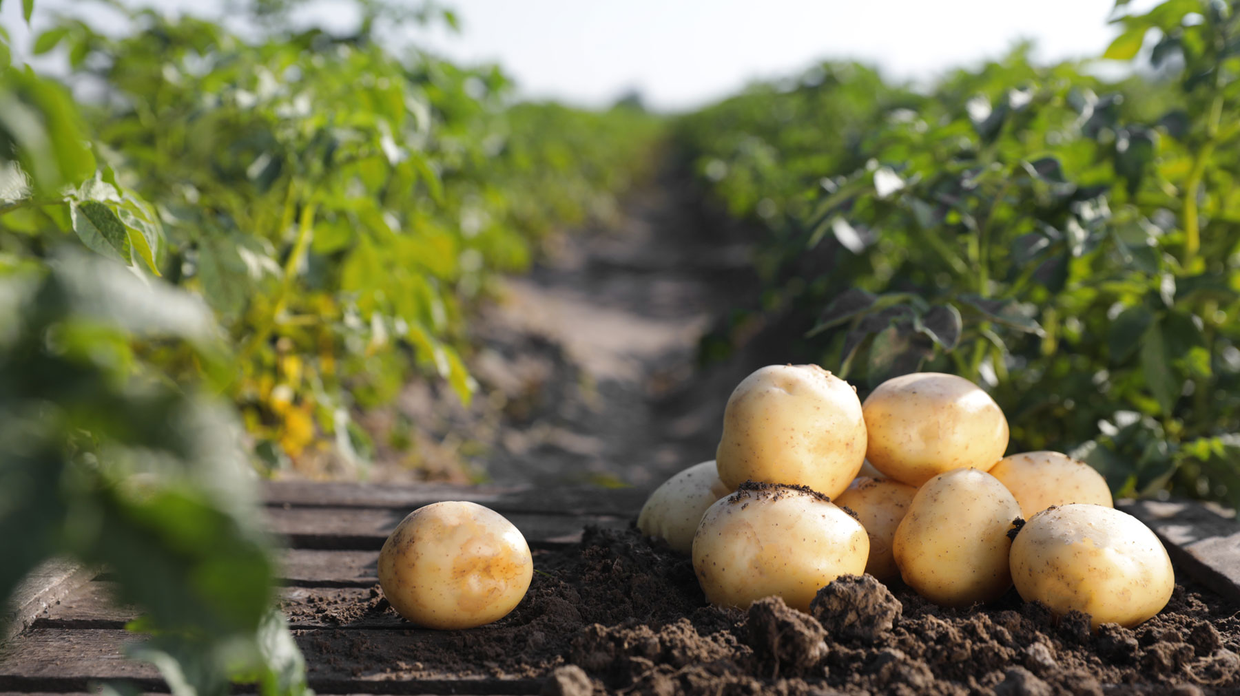 Aardappelveld in Noord-Holland — STAMAGRI specialist in pootgoed en aardappelhandel