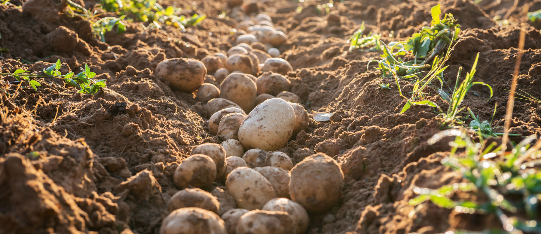 Oogst consumptieaardappelen — STAMAGRI Noord-Holland