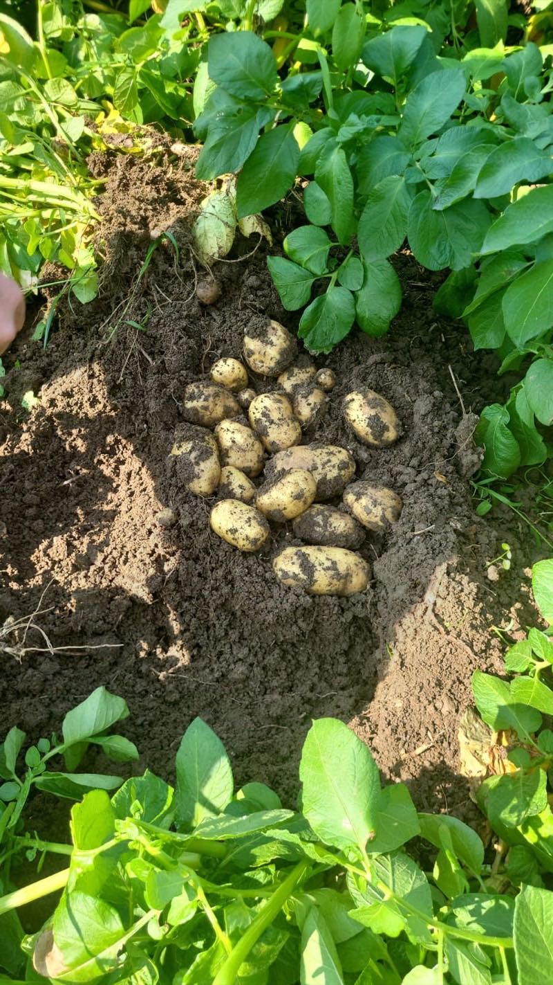 Obama seed potato harvest — tubers from the ground, STAMAGRI BV