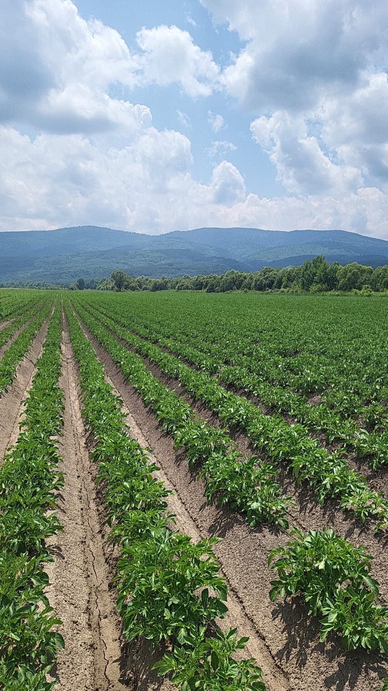 Obama potato field with cultivation rows — seed potato export STAMAGRI