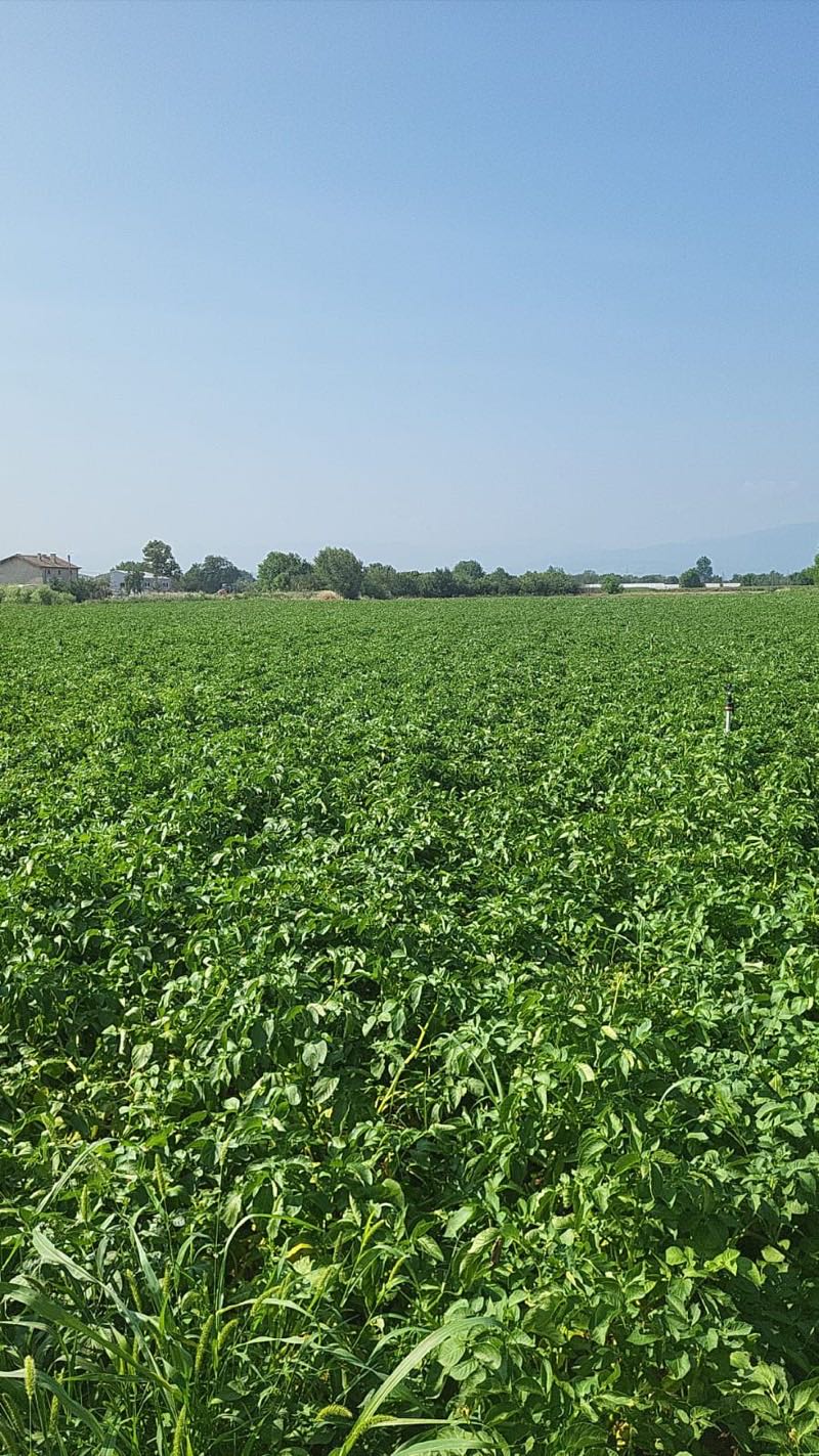 Obama seed potato field in full growth — STAMAGRI BV export