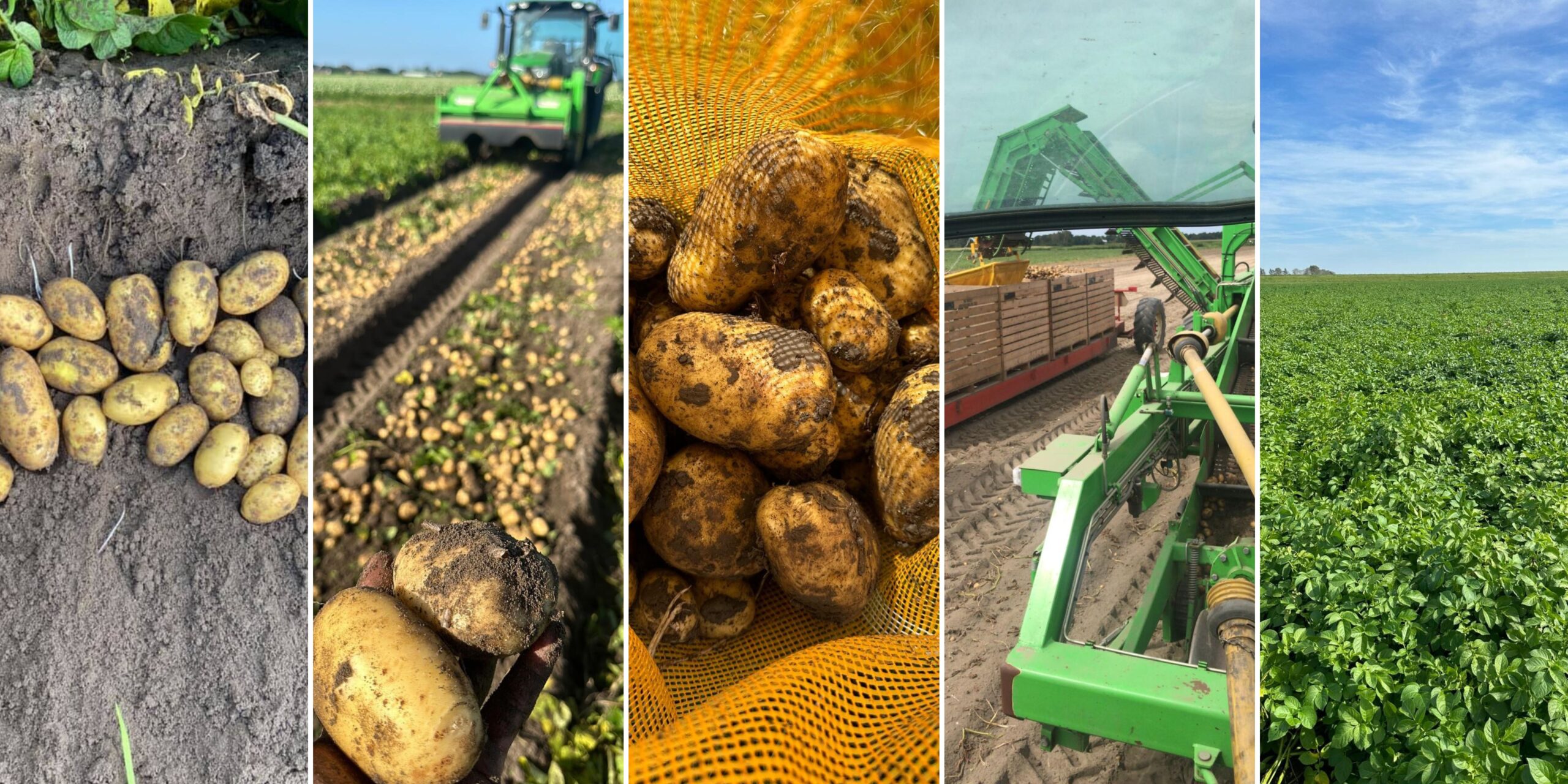 Samenwerking met telers in het buitenland — STAMAGRI