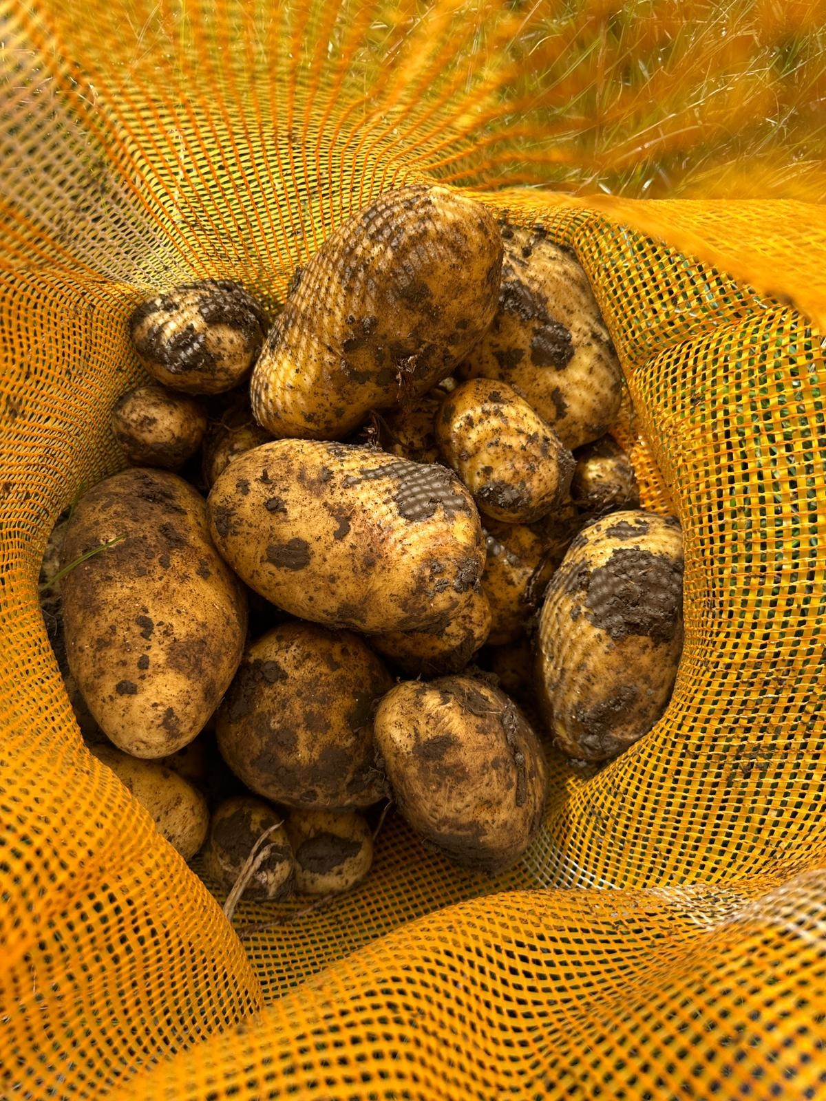 Verse aardappelen voor Stam Friet — eigen teelt Noord-Holland